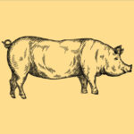 Bio-Schweinefleisch – Mischpaket