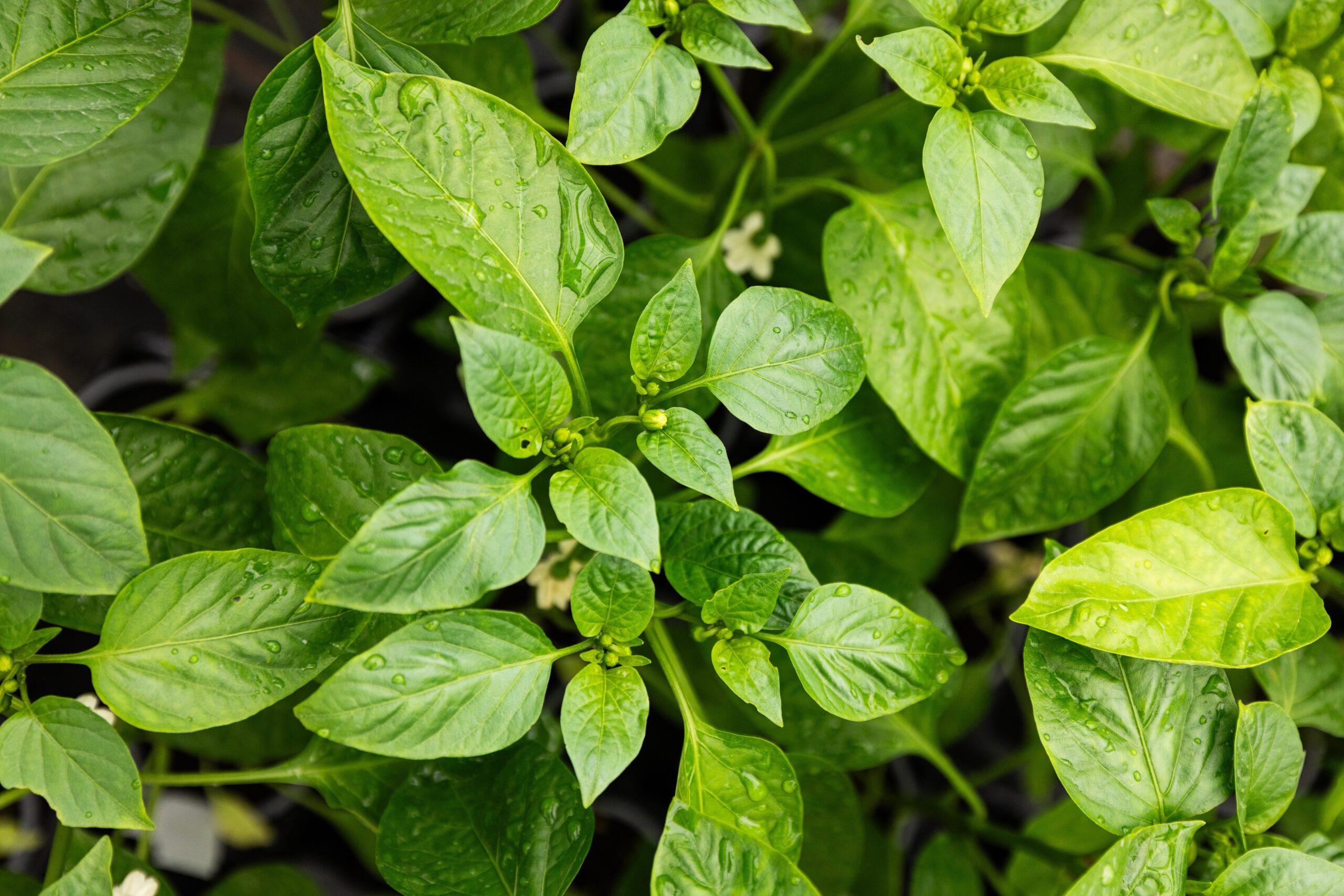 gartnerei-komprimiert