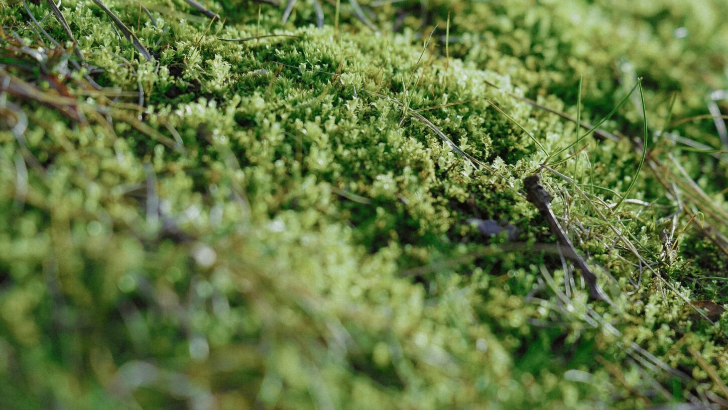 giardina-visual-beitrag-moos