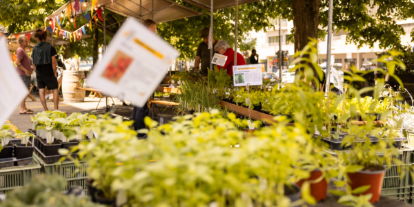 2026q1-newsletter-setzlingsmarkte-gartnerei